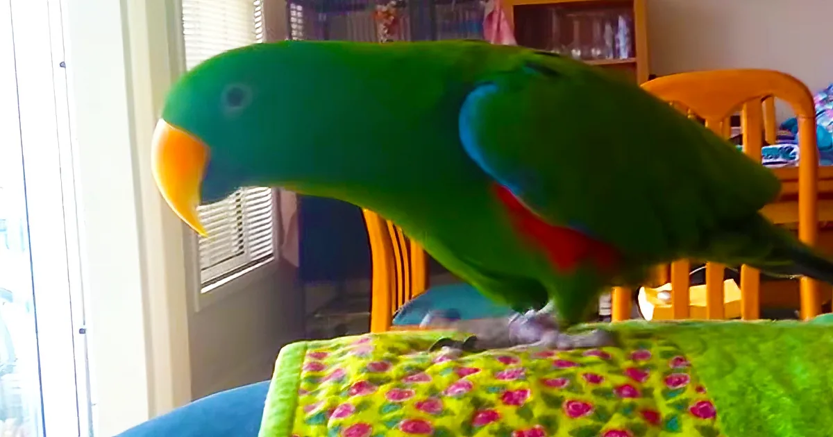This Parrot Starts Dancing on the Couch, and Thinks He Is Really Sexy
