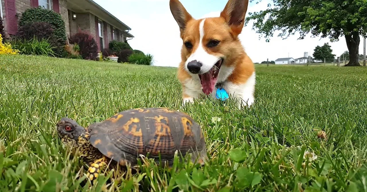 A corgi dog with its mouth open stands on grass, looking at a turtle in the foreground.