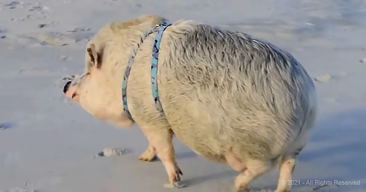Ziggy the Traveling Piggy Has Decided the Beach Is His Favorite Place to Visit