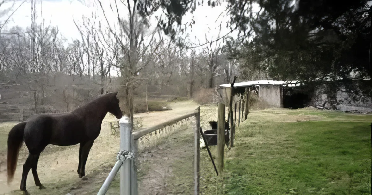 A dark brown horse stands near a metal fence in a grassy field with trees and a small structure in the background.