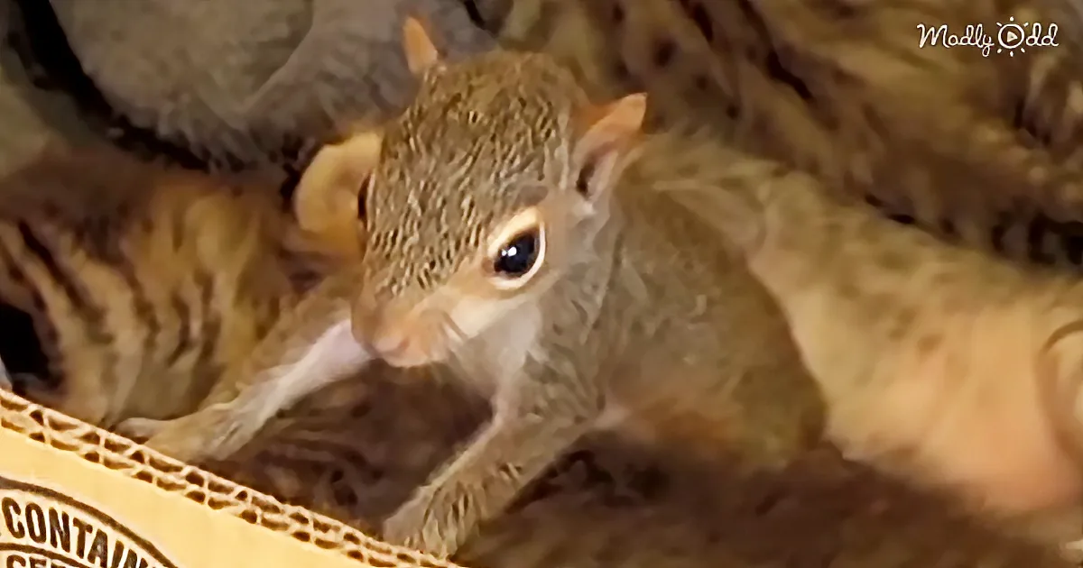 A curious baby squirrel with large eyes and light brown fur is nestled among other animals in a cozy setting.