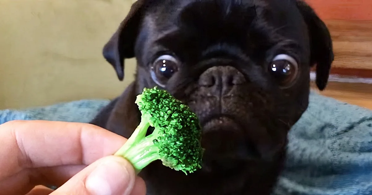 A curious black pug gazes at a hand holding a piece of broccoli.