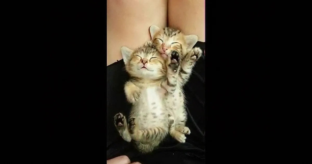 Two adorable kittens are cuddling and sleeping together on someone's lap.