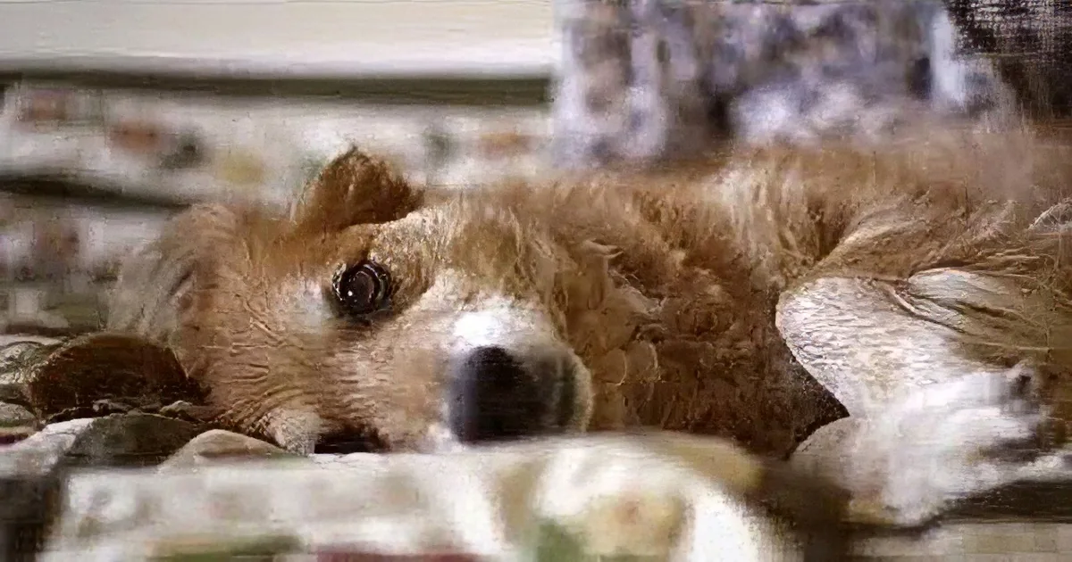 A fluffy brown dog lies on a patterned blanket, gazing directly at the camera.