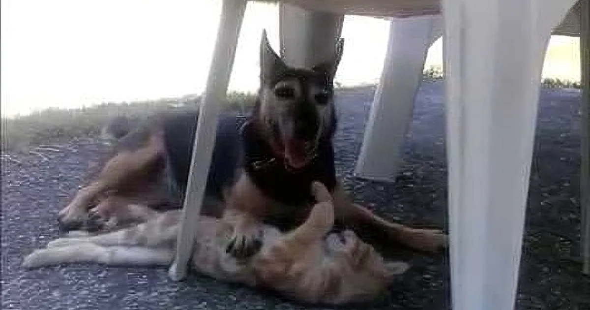 A German Shepherd dog is lying under a table, appearing relaxed and content.