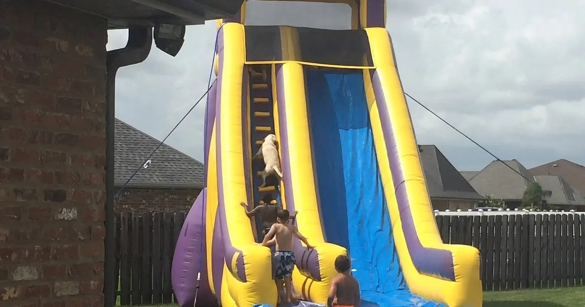 Watch This Dog Wait in Line to Take a Hysterical Ride Down a Water Slide