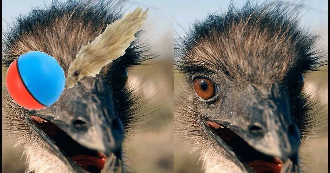A close-up of an emu's head with a red and blue object in its beak, set against a blurred natural background.