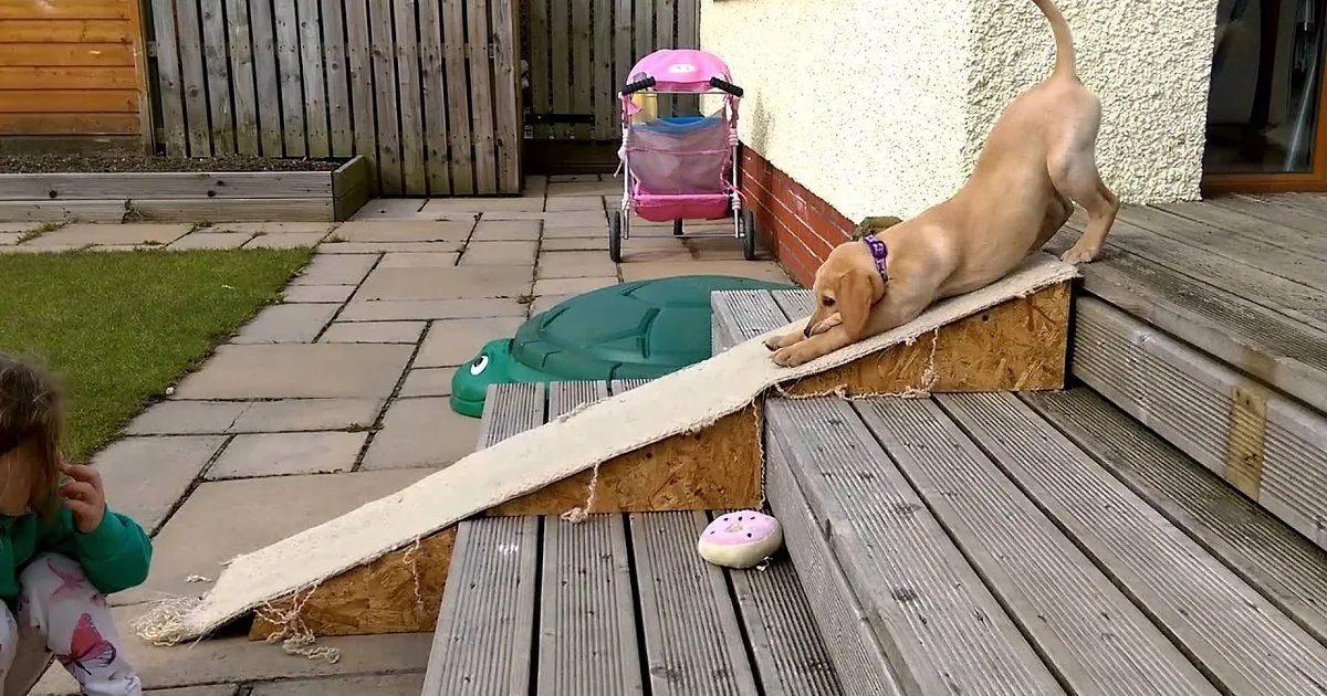 Little Puppy Is Scared to Use the Stairs, but His Owner Found a Unique Solution
