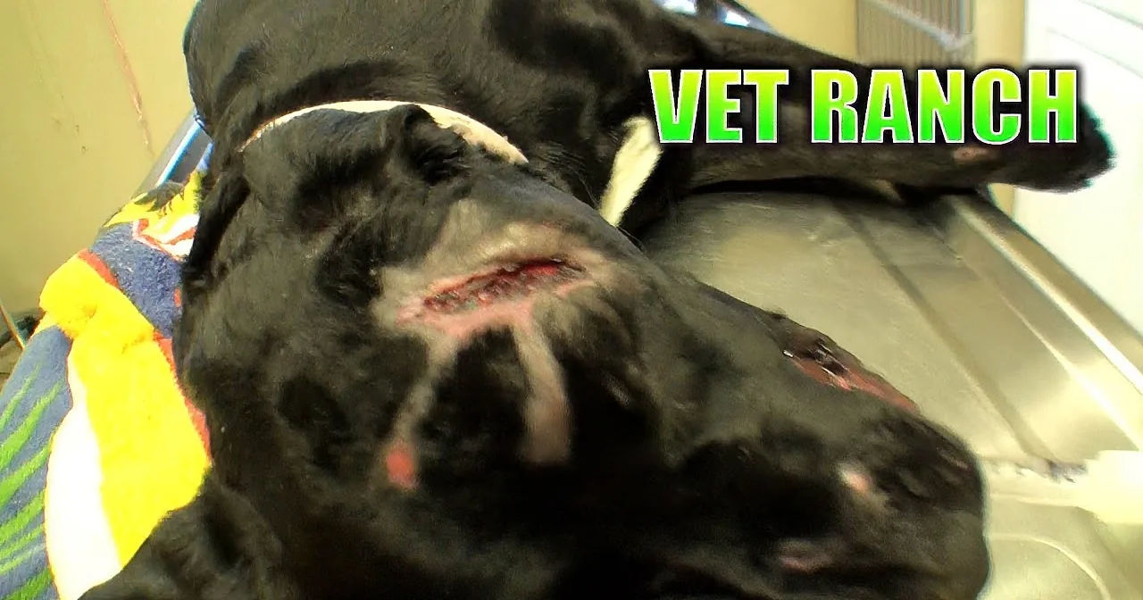 A black dog with a large, open mouth and visible teeth is lying on a colorful blanket.
