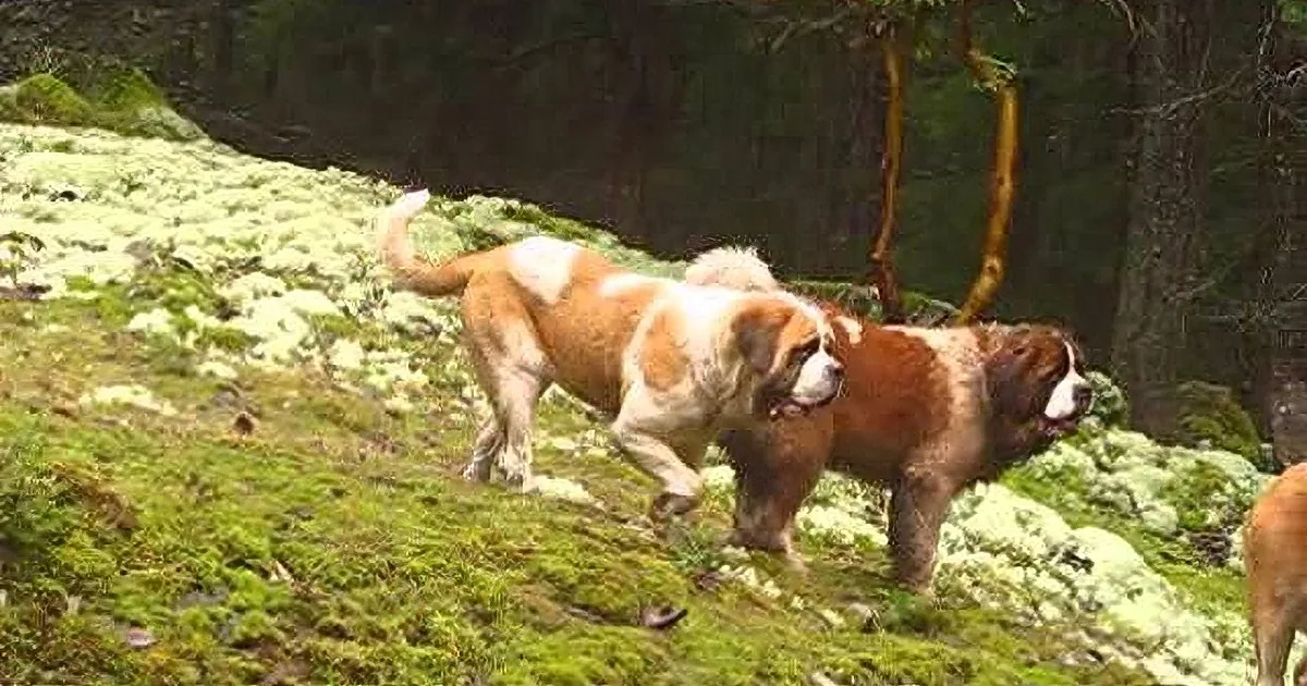 A Saint Bernard dog with a white and brown coat is running on a mossy hillside.