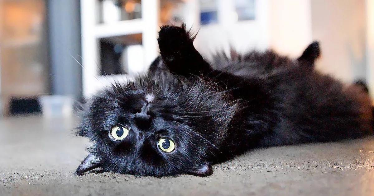 A fluffy black cat lies on its back, eyes wide open, with a blurred background.