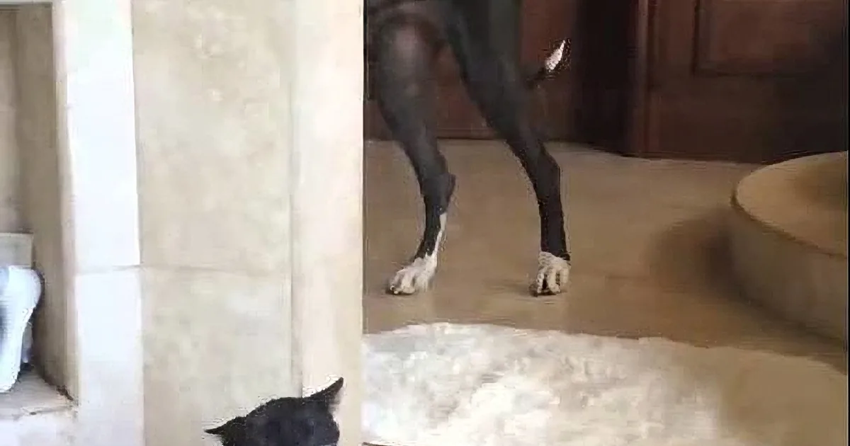 A black dog stands at a doorway, while a black cat peeks out from the other side, both in a neutral-toned room.