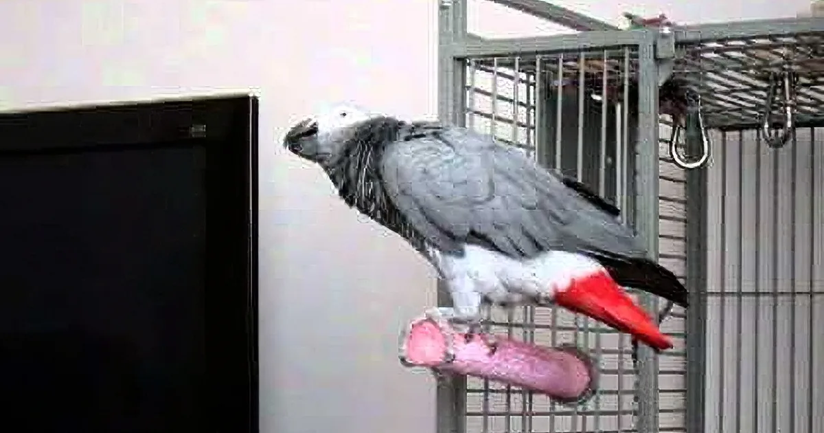 A grey parrot with red tail perches on a cage, near a black screen, in a room.