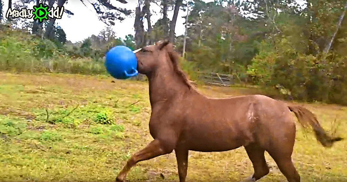 No One Believed Her When She Told Them About Her Horse, so She Filmed Him to Prove It