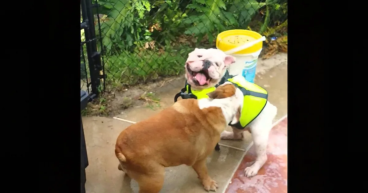 A bulldog wearing a yellow safety vest is carrying a yellow bucket on its back.