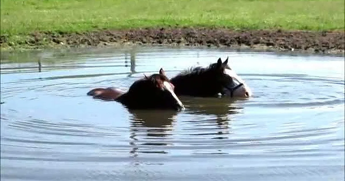 Two horses partially submerged in water, with one facing forward and the other slightly turned.