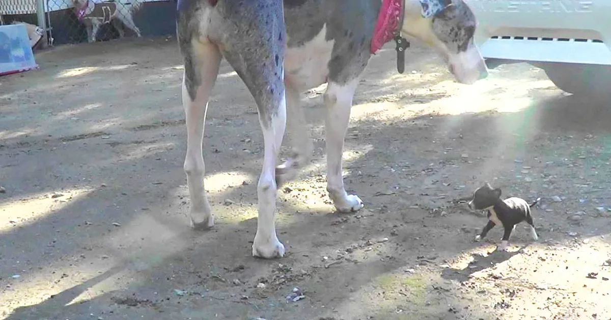 Tiny Puppy Sees a Great Dane for the First Time, and You Must See His Reaction