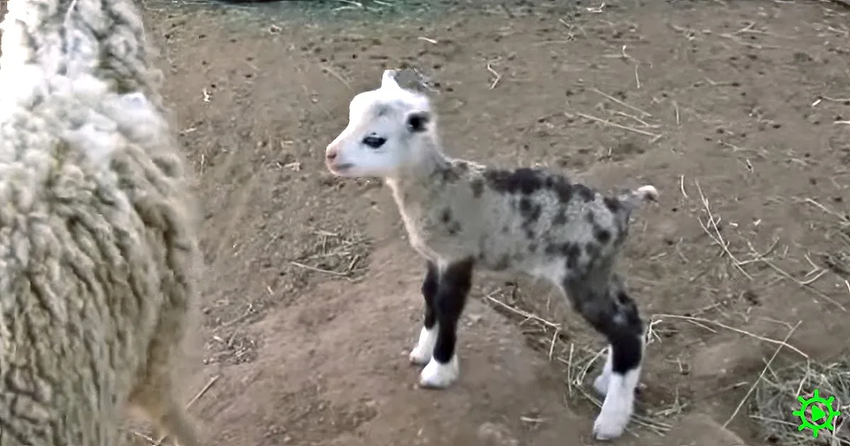 Mama Sheep Got Loose, and Five Months Later She Gave Birth to This Creature