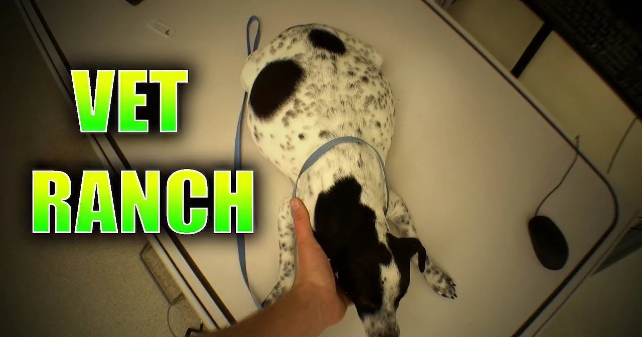 A Dalmatian dog is being examined by a vet, with a hand holding its head and the word "VET" prominently displayed.