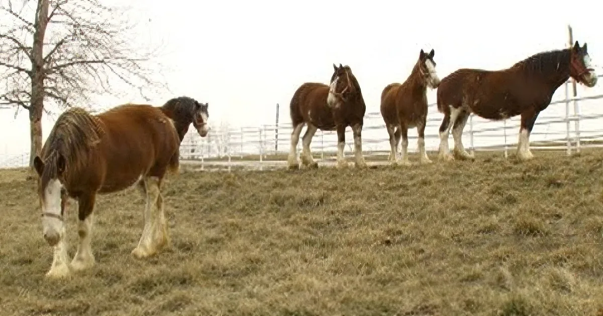 Four Clydesdale horses stand in a fenced pasture, facing different directions.