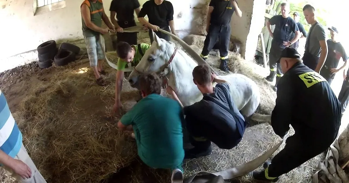 A group of people are working together to handle a white horse in a barn setting.