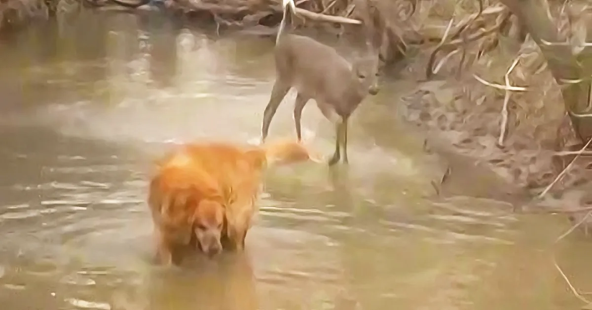 Playful Fawn Makes Friends With Curious Golden Retriever