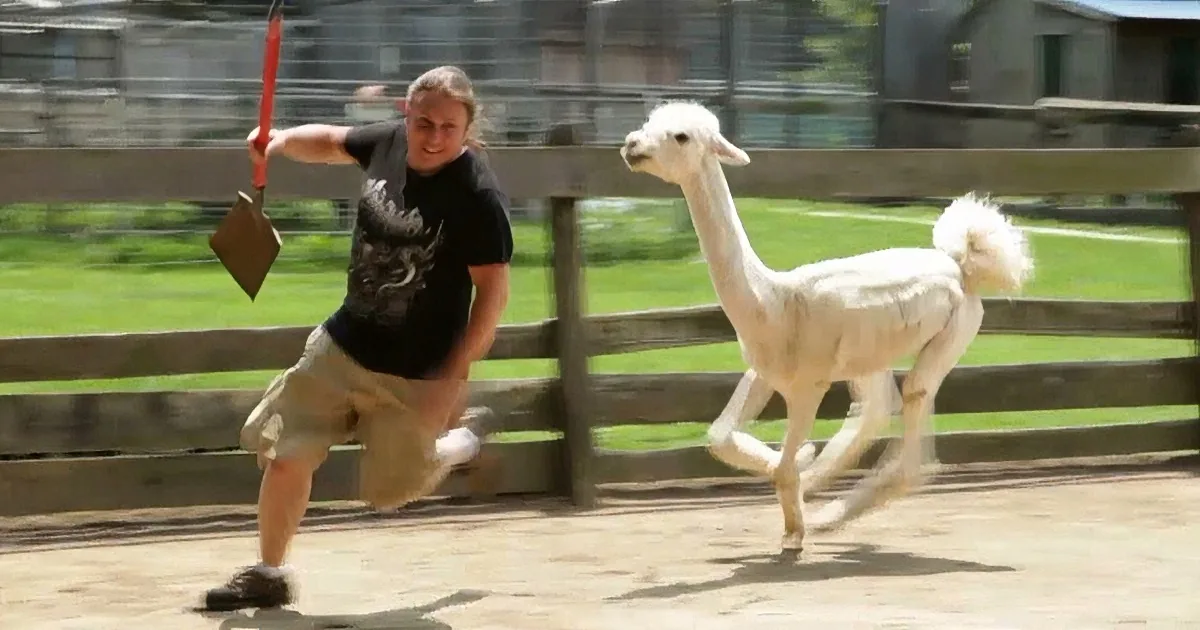A man in a black shirt and khaki pants runs with a red object, while a white alpaca follows behind in a fenced enclosure.