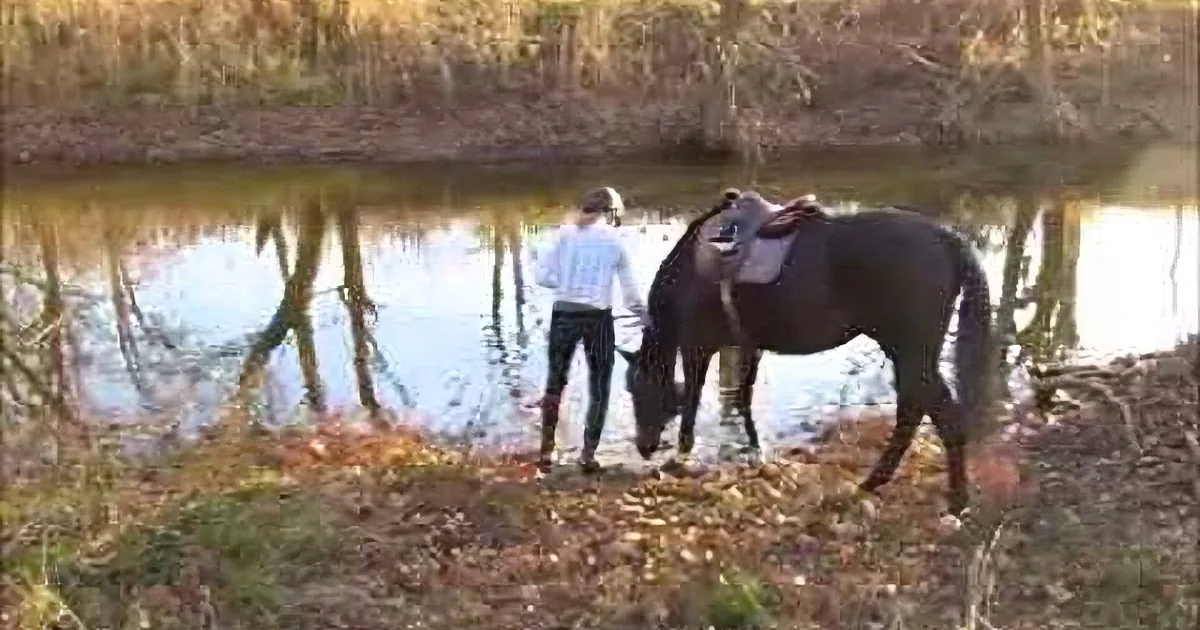 A person leads a saddled horse towards a calm body of water surrounded by trees.