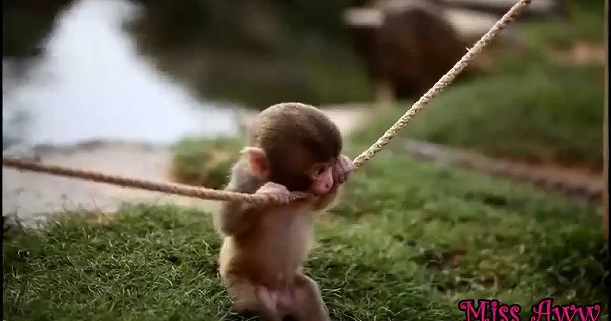 A baby monkey hangs from a rope, gripping it with its tiny hands and feet, surrounded by grass.