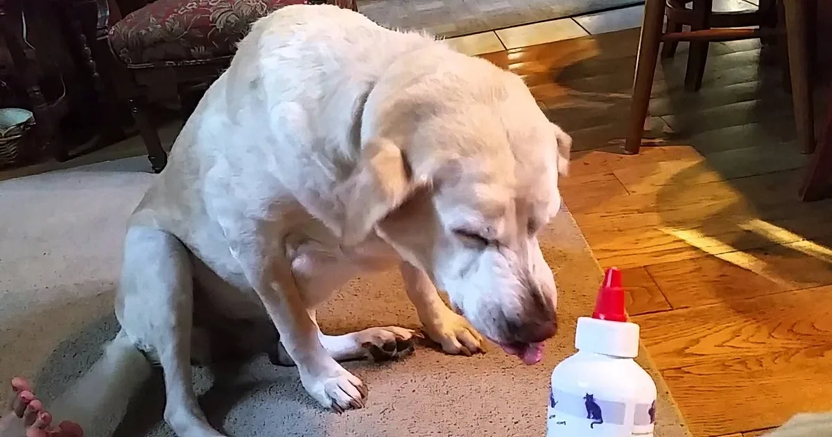 A white dog is sniffing a bottle with a red cap on a wooden floor.
