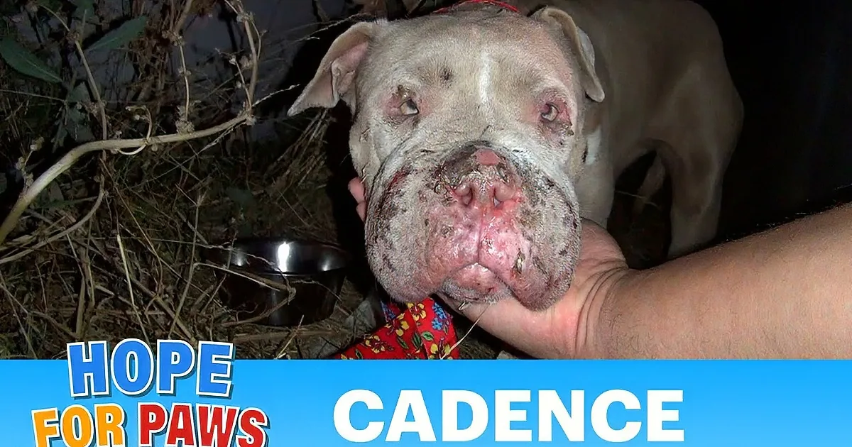 A hand pets a pit bull with severe injuries, surrounded by text about rescue and finding a home.