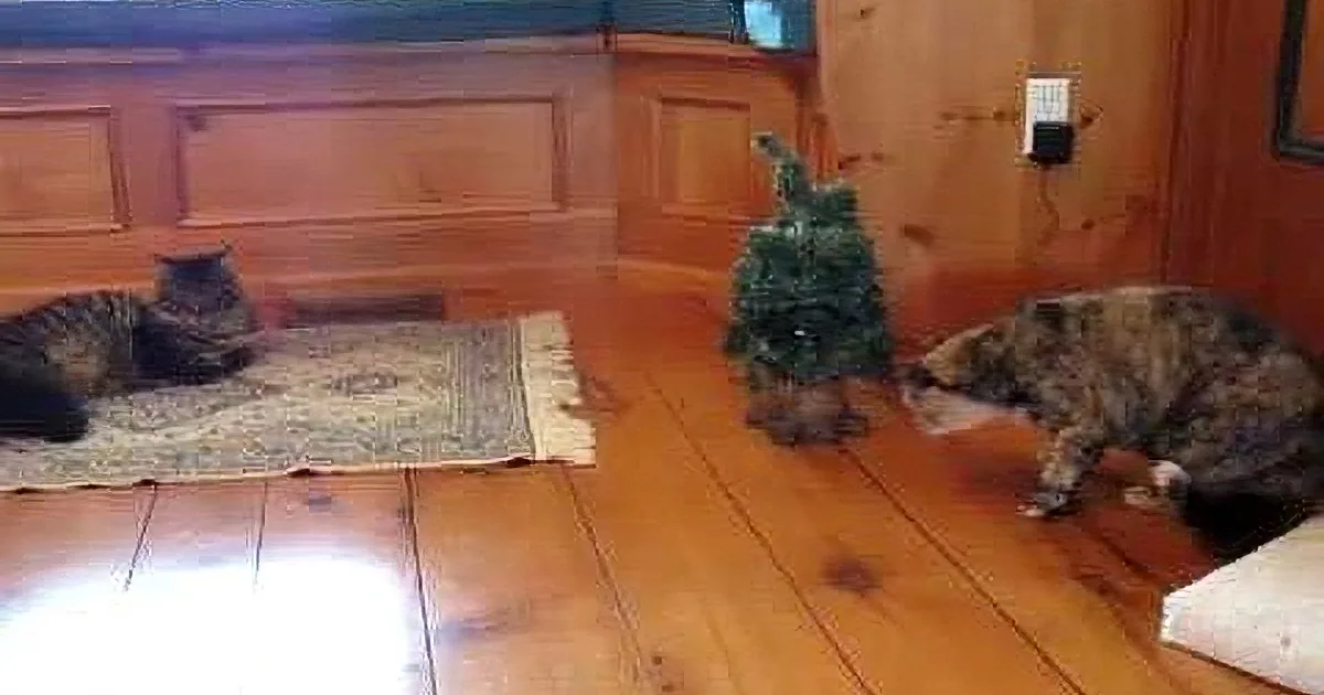 The Little Cat Was Wandering Around the Christmas Tree, but What Happened Next Is Hilarious