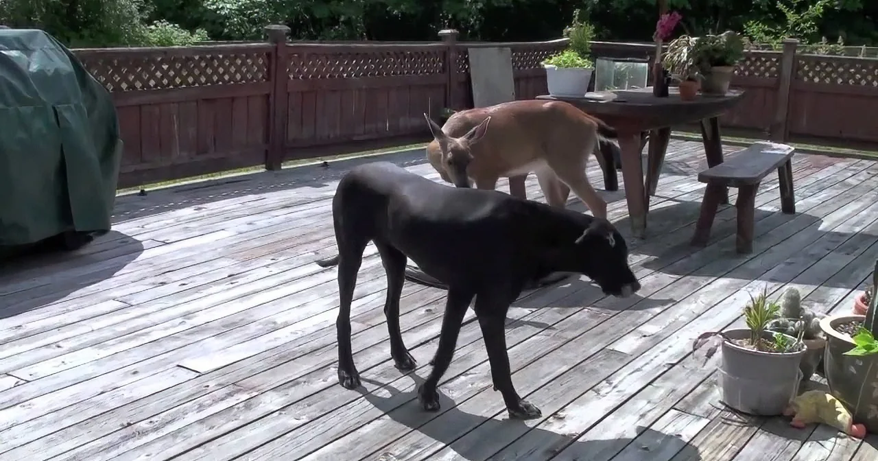 Two dogs, one black and one tan, are walking on a wooden deck with potted plants and a table in the background.