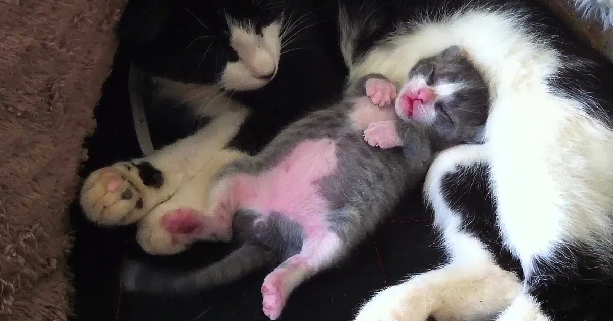 Kitten Falls Asleep Next to His Mama, but Pay Attention to His Feet