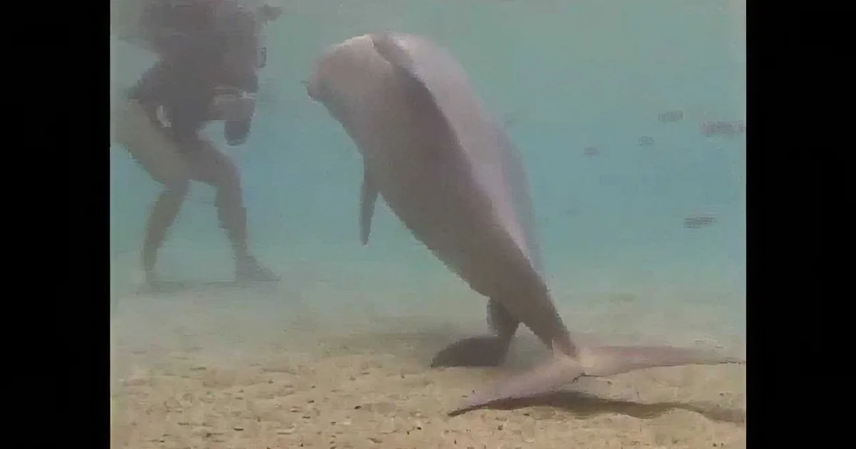 A dolphin swims gracefully near the sandy ocean floor, with a diver in the background.