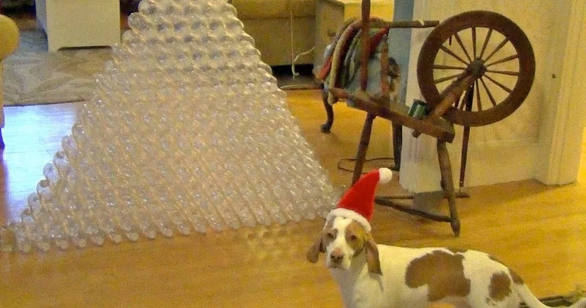 A dog wearing a Santa hat stands near a large, clear plastic bottle Christmas tree in a living room.