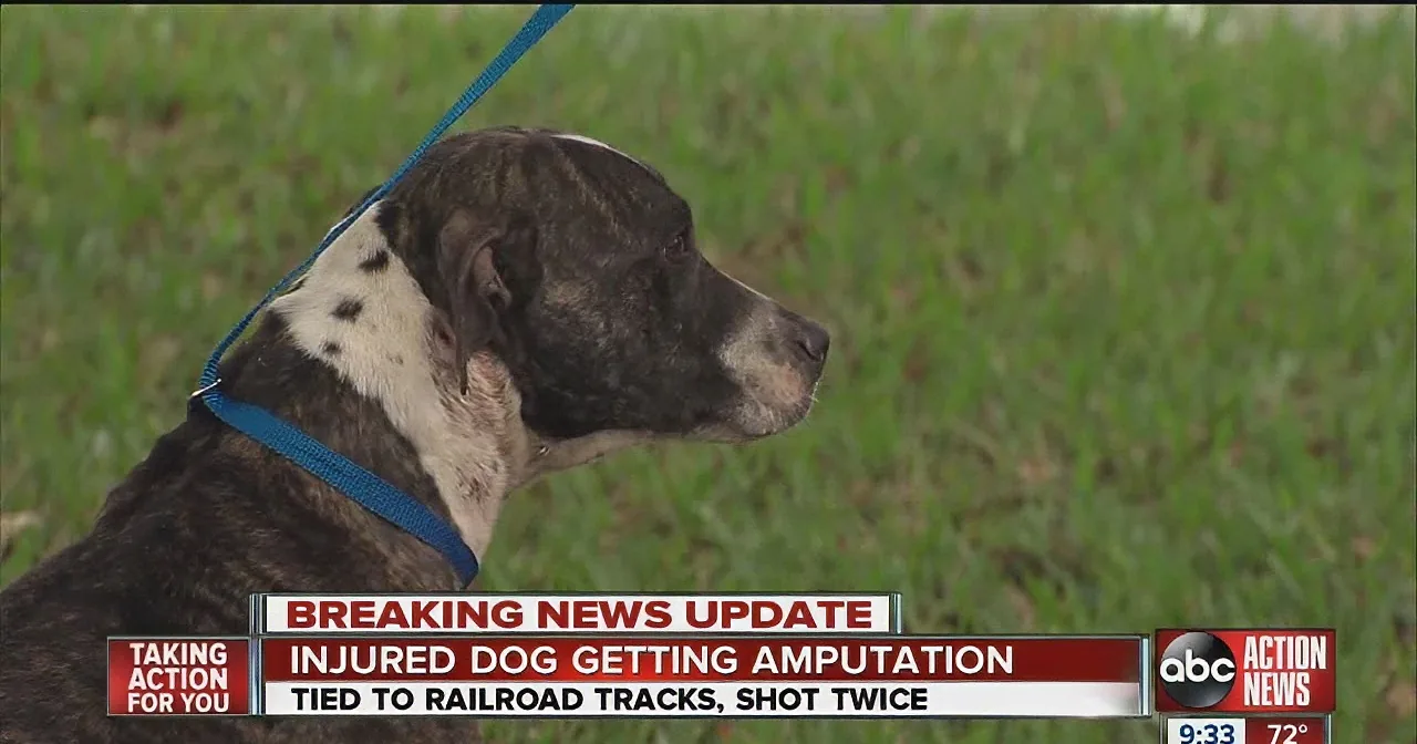 A dog with a blue leash, injured and tied to railroad tracks, is getting an amputation.