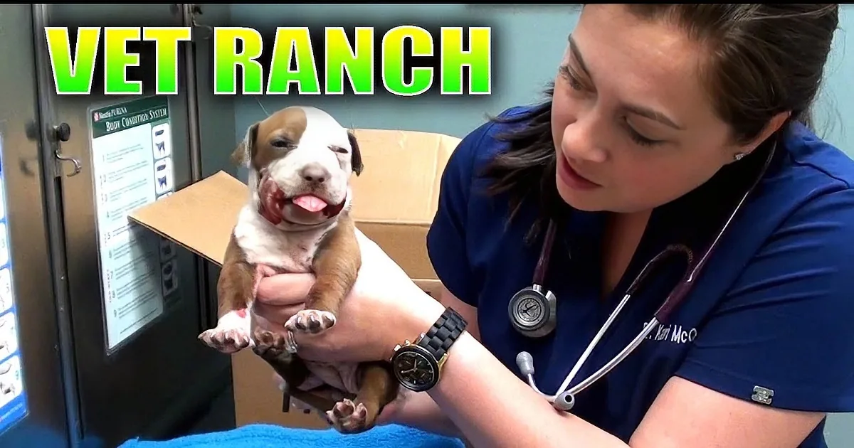 A vet examines a puppy with a stethoscope, with "VET RANCH" text above.