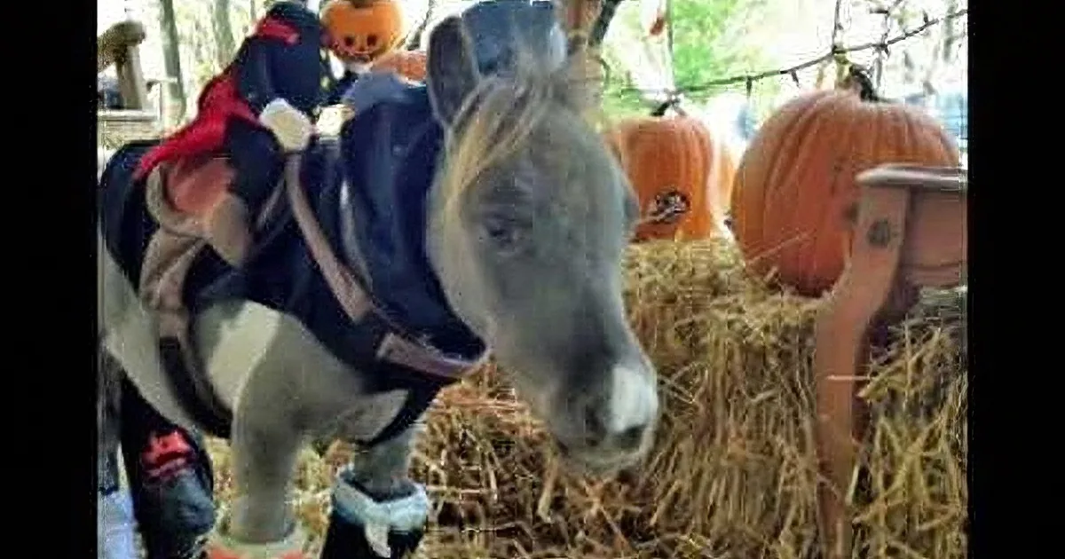A pony wearing a costume and standing on hay with pumpkins in the background.