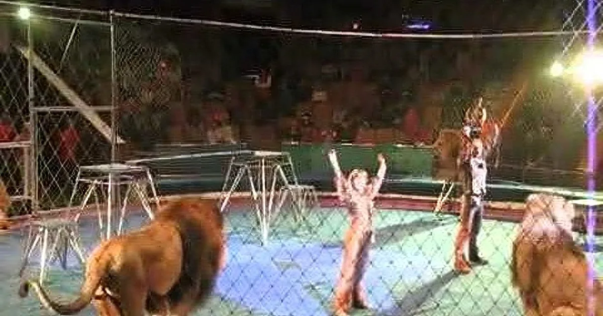A lion stands in a circus ring as a child raises arms, surrounded by spectators and barriers.