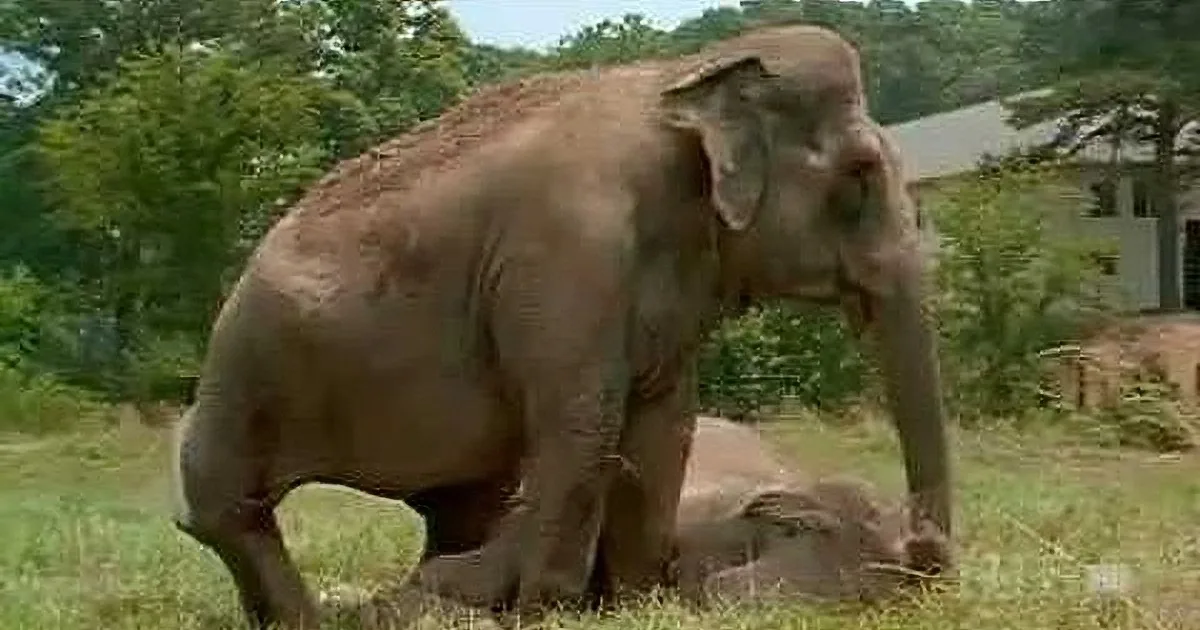 A large elephant stands in a grassy area, appearing to be in a zoo or sanctuary setting.