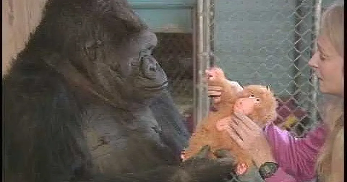 A gorilla interacts with a person holding a stuffed monkey toy in a zoo setting.