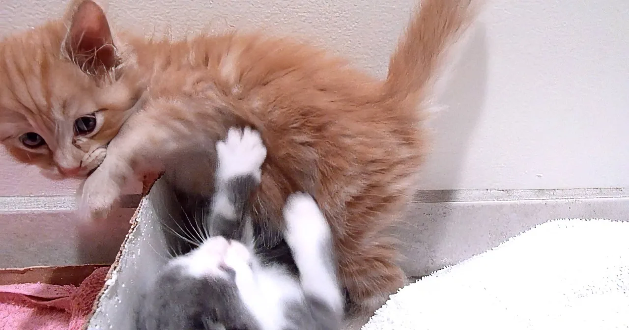 An orange and white kitten is playfully interacting with a gray and white kitten on a towel.