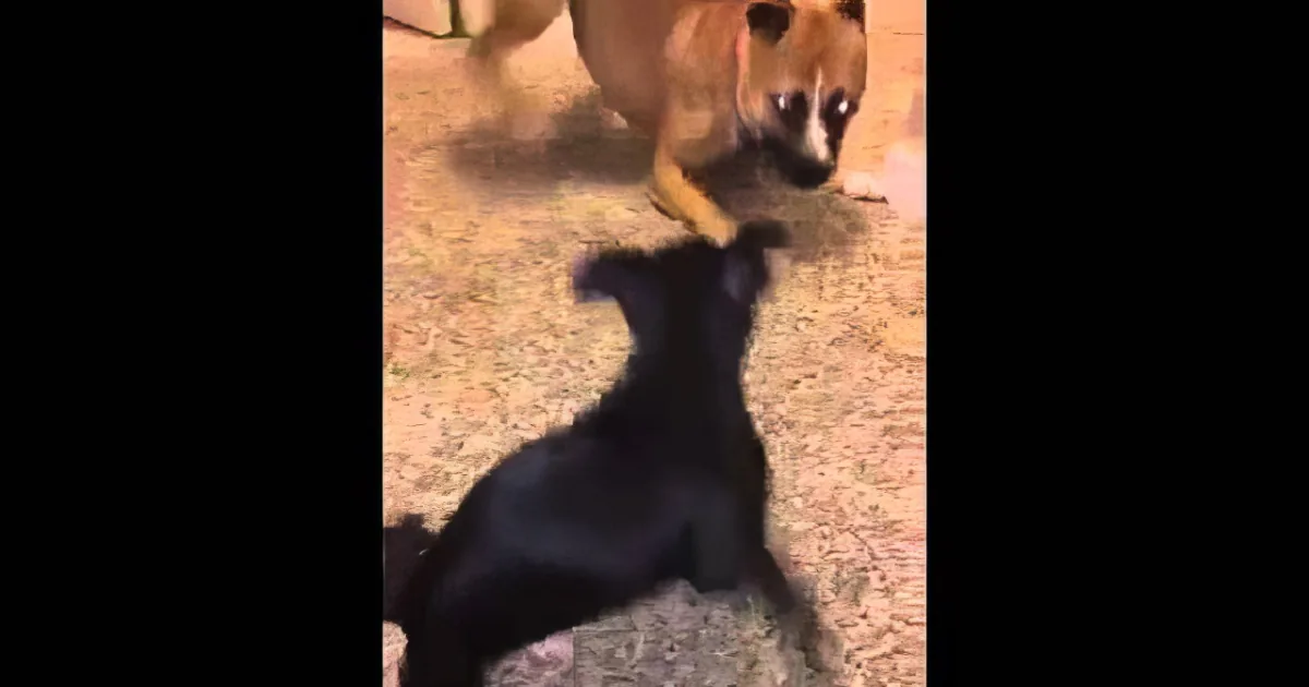 A small black dog is playfully interacting with a larger dog on a carpeted floor.