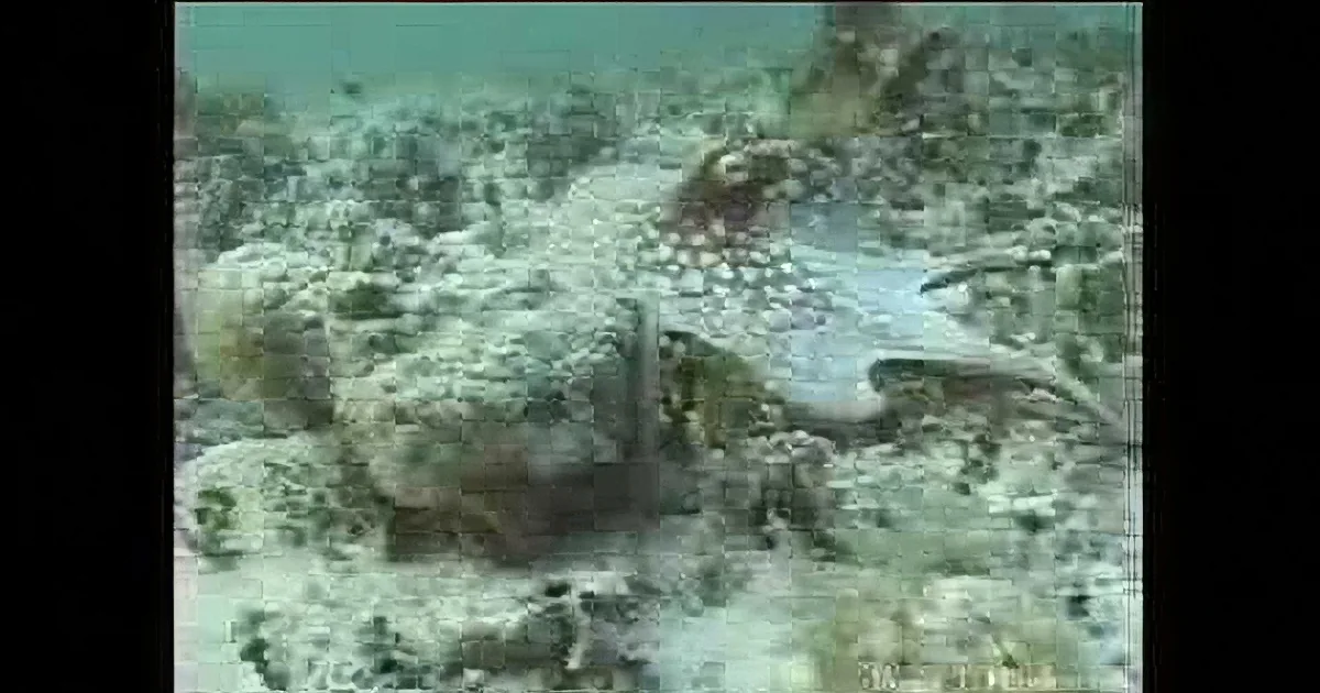 It May Look Like Normal Algae, but Watch Closely to See What Is Hidden Inside