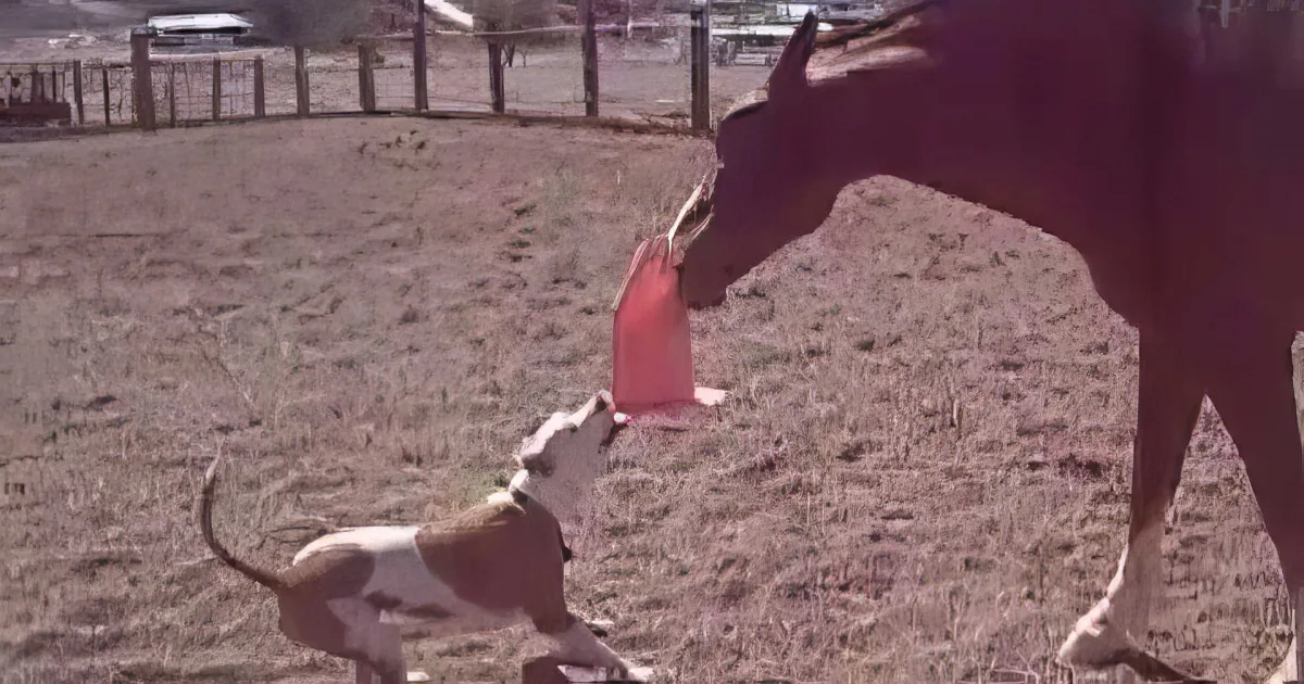A dog plays with a red frisbee near a cow in a fenced area.