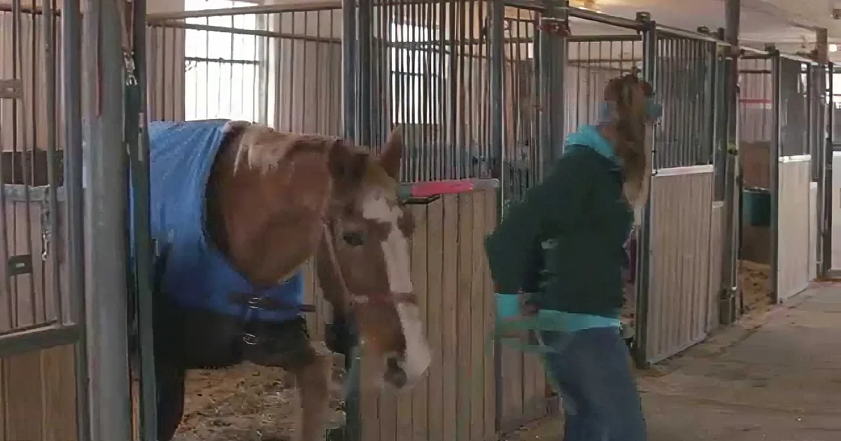 A horse wearing a blue blanket is being led by a person in a stable.