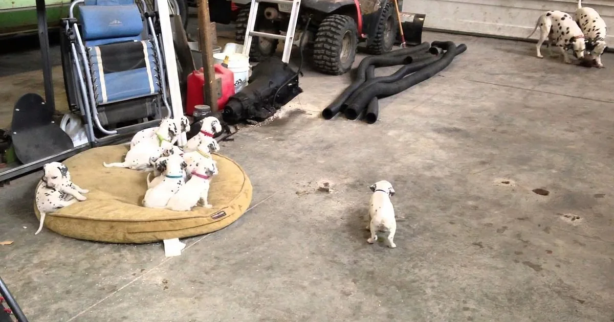 Several Dalmatian puppies are scattered around a garage, some lying on a cushion, others standing or walking.