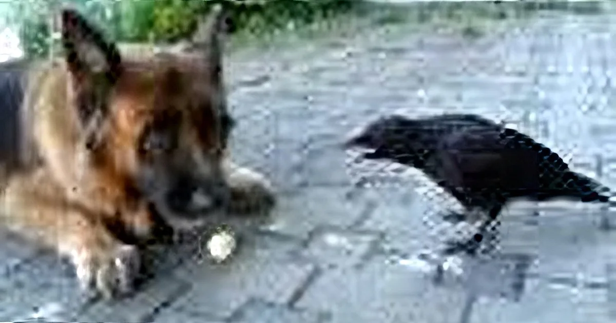 A German Shepherd dog is eating a treat on a paved surface with a black bird nearby.