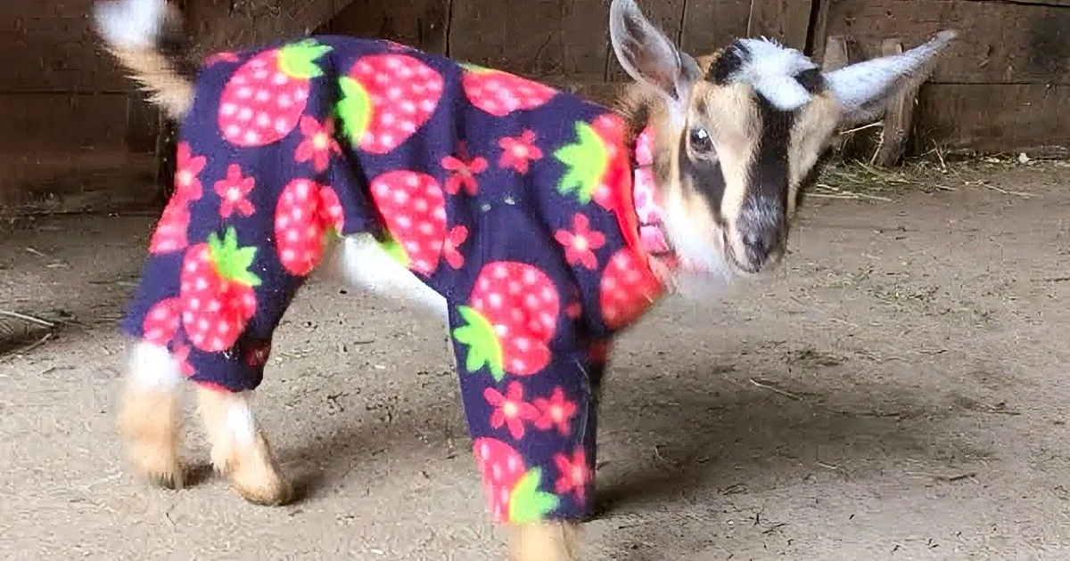 A goat wearing a colorful strawberry-patterned onesie stands on sandy ground near a wooden structure.
